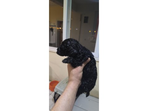 Bebek köpeklerim siz yeni ailesiyle tanışmaya hazır