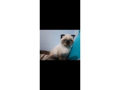 Blue point scottish fold yavrumuz