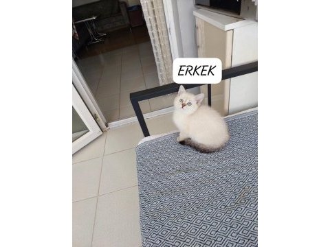 British shorthair paşam hazır