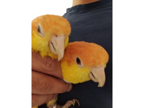 Evcil dna belgeli caique takım