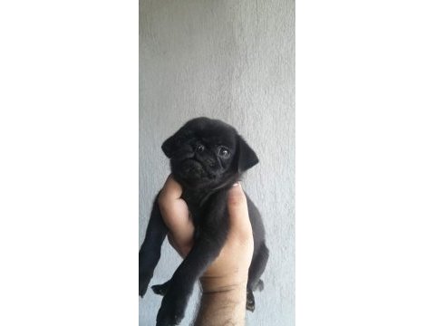 Sıfır burun gül kuyruk pug