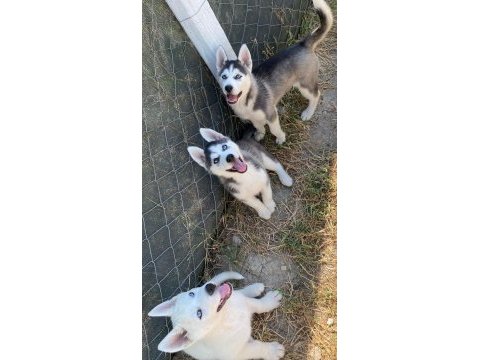 Dünyalar güzeli husky yavrularımız