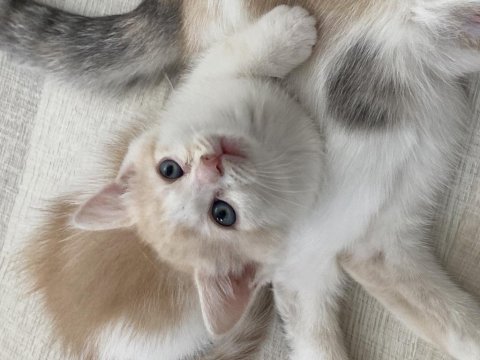 Maviş british shorthair oğlum