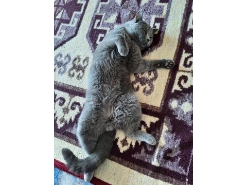 Sahiplendirme british shorthair