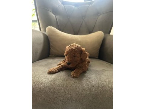Safkan anne babadan koyu kahve toy poodle