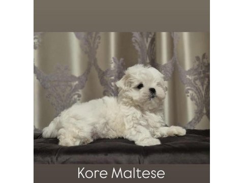 Kore maltese 0 boy aşılı
