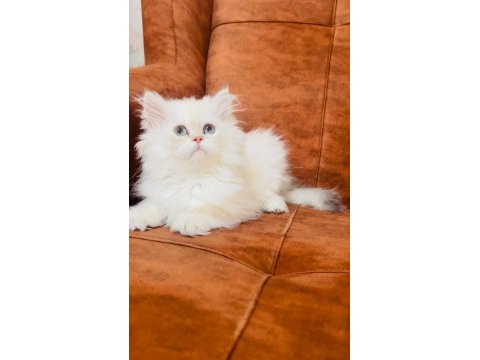By1133 erkek british longhair