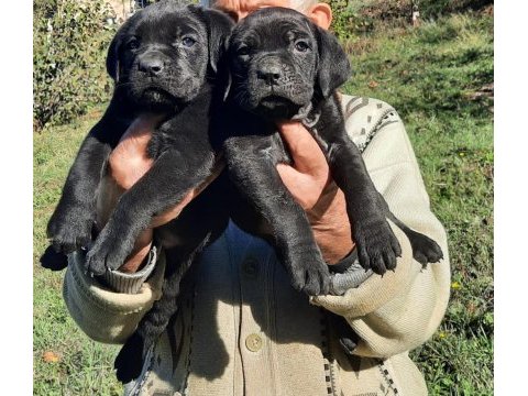 Cane corso yavrular