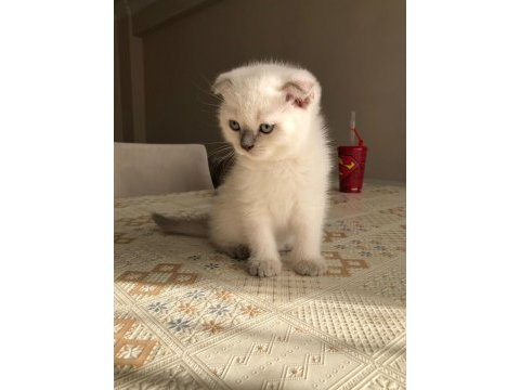 2 aylığını doldurmuş scottish fold, blue point yavrular
