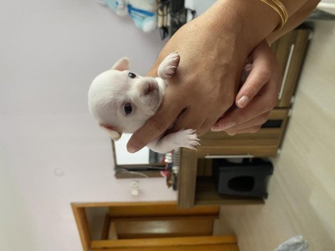 1 aylık chıuahualarımı sahiplendiriyorum aciiil