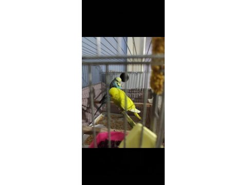 Üst vasıf show jumbo çift muhabbet kuşu