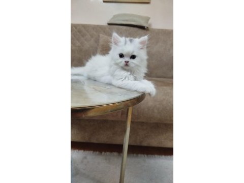 British longhair 2 aylık