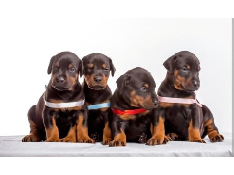 Siyah ve kızıl doberman asiller
