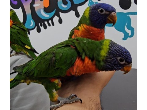 El besleme lori papağanı bebekler