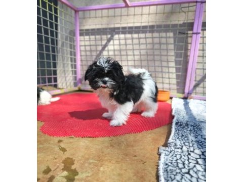 Shih tzu yavrularımızı kaçırmayın