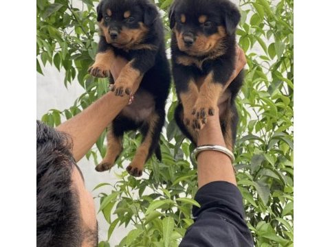 Kaliteli rottweiler yavruları