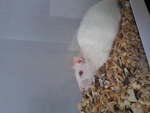 Rat faresi çift