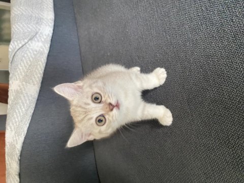 British shorthair salebimiz yeni yuvasını arıyor