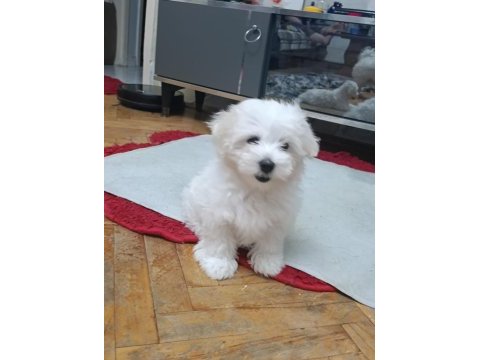 Maltese terrier iki aylıklar