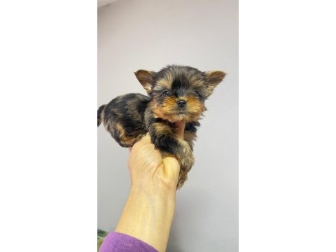 Egzotik yorkshire terrier merle desen