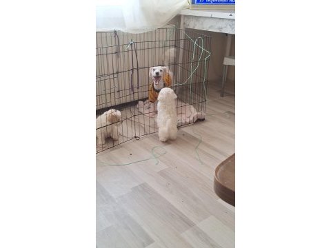 Sevimli cins köpekler