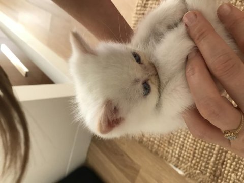 Beyaz tuglu mavi gozlu exotic yawru 2aylik