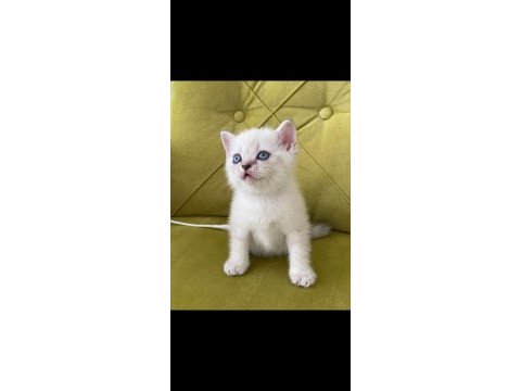 British shorthair lynx point dişi kedimiz