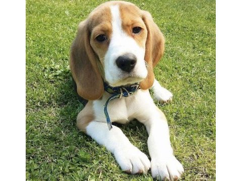 A kalite beagle yavrular