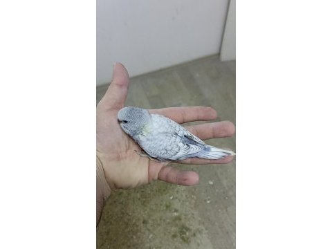 Alıştırmalık rainbow ve çek muhabbet kuşu yavrular