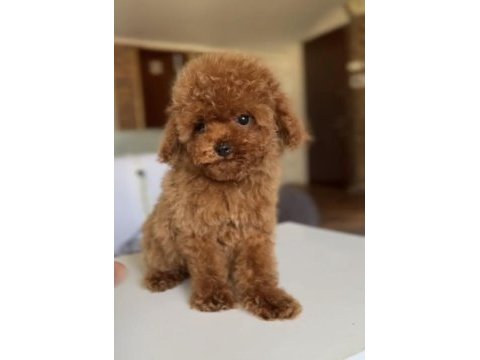 3 aylık erkek ve dişi kore poodle yavrular