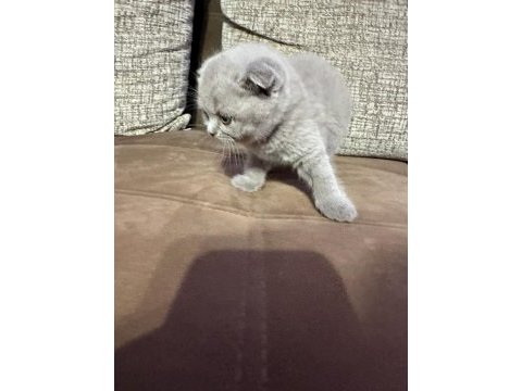 2 aylık yavru scottish fold tuvalet eğitimli