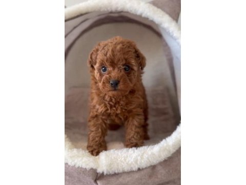Toy poodle yavrular