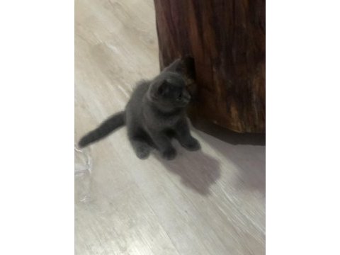 Pofidik bebeğim yeni yuvasını arıyor