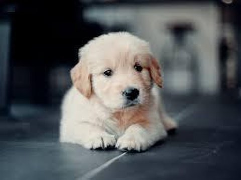A kalite golden retriever yavrular