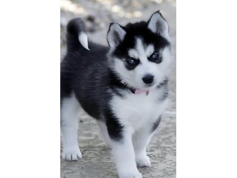 Sibirya kurdu köpeği