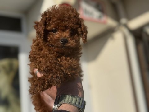 Petmode köpek çiftliğinden tiny kore poodle yavrular