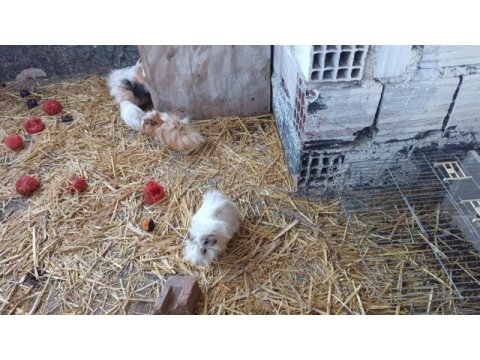 Ginepig yavruları ve anneleri hepsi sahiplendirilecektir