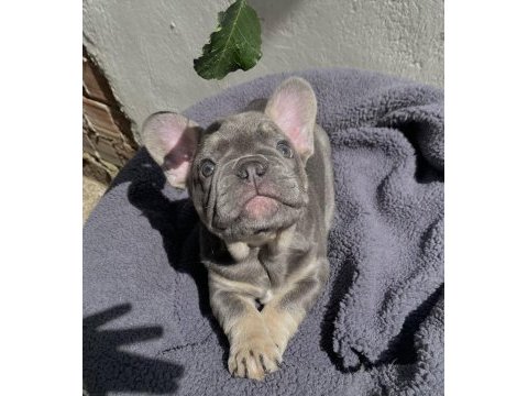 A kalite french bulldog yavrularımız teslime hazır