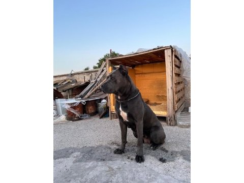 Dişi cane corso ırk garantili