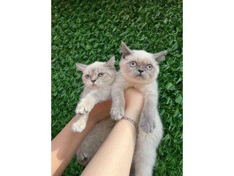Scottish fold ve british yavrularımız