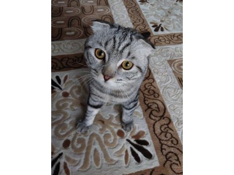 Duman bir buçuk yaşında erkek scottish fold