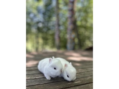Netherland dwarf cüce tavşan