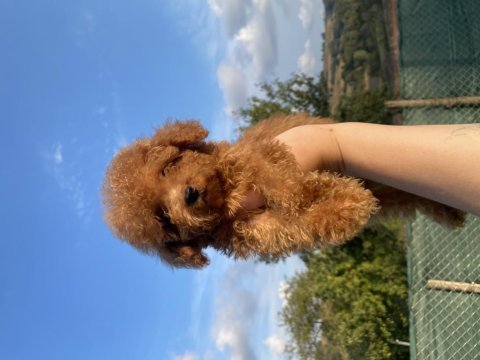 Toy poodle dişi erkek bebeklerim