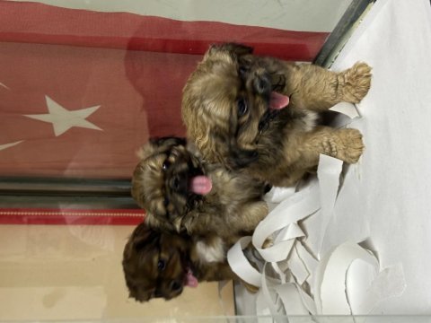 Sağlıklı a kalite pekinez yavrular