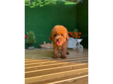 Toy poodle köpekler referans yavru