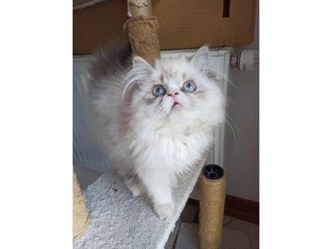 Safkan iran kedisi yavruları
