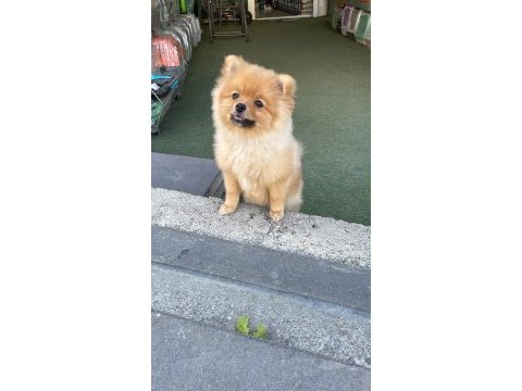 Orjinal pomeranian boo dişi yavrumuz