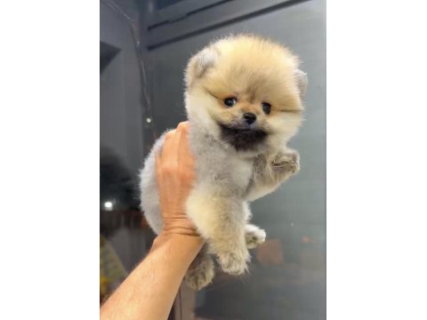 Orange dişi pomeranian boo