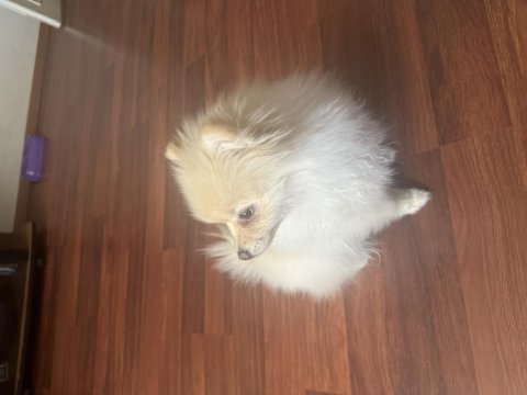 Pomeranian boo 3 aylık