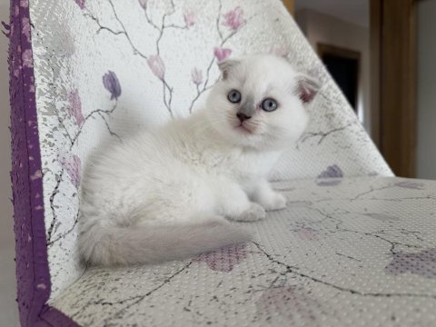 Bal küpü kar topu blue point scottish fold bebekler